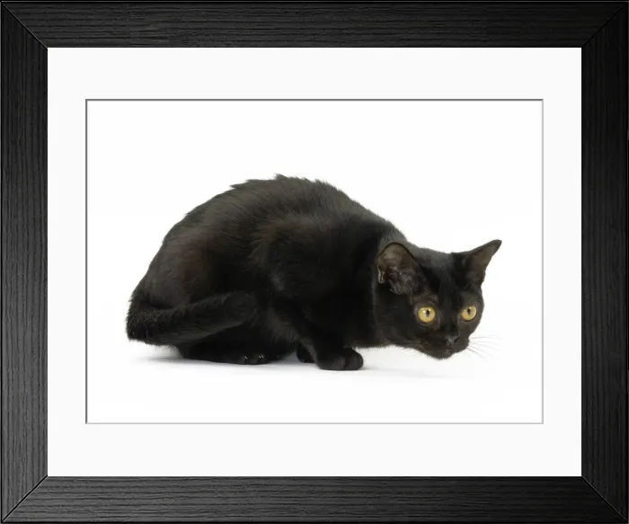 Framed Print : Picture No. 11051300 Framed Print : Picture No. 11051300