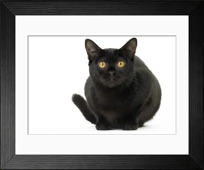 Framed Print : Picture No. 11051301 Framed Print : Picture No. 11051301