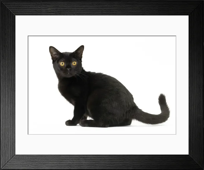 Framed Print : Picture No. 11051302 Framed Print : Picture No. 11051302
