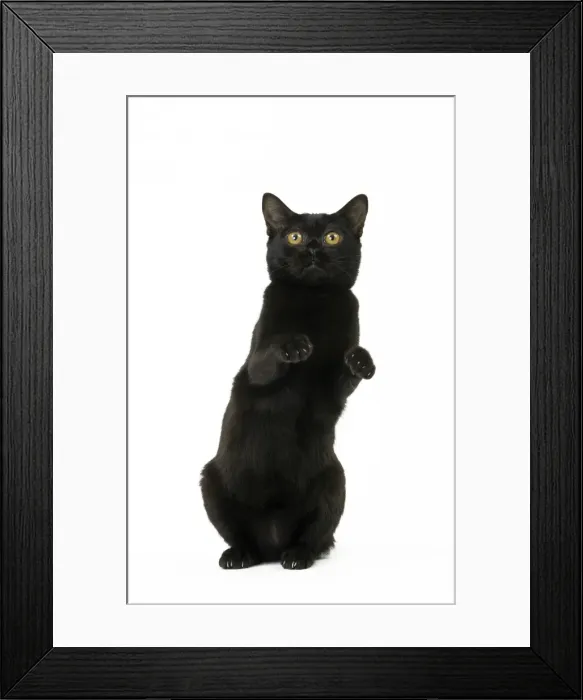 Framed Print : Picture No. 11051304 Framed Print : Picture No. 11051304