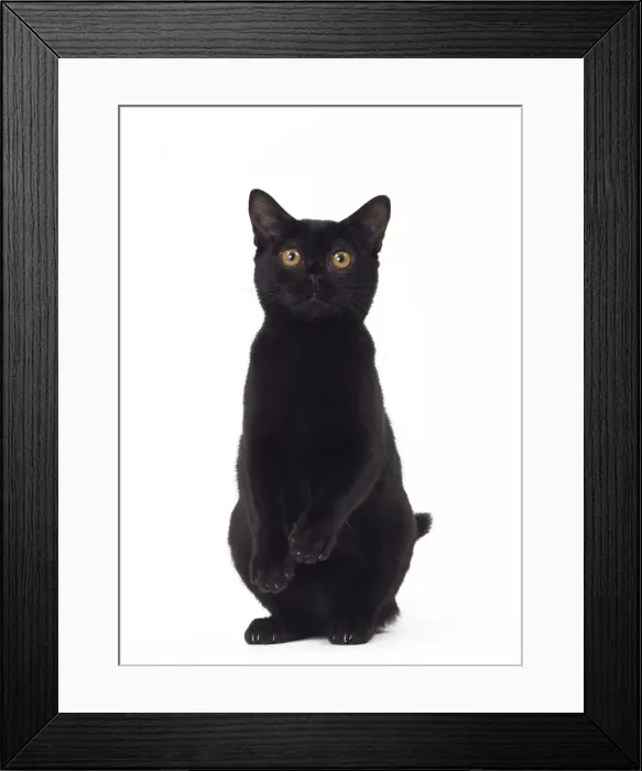 Framed Print : Picture No. 11051305 Framed Print : Picture No. 11051305