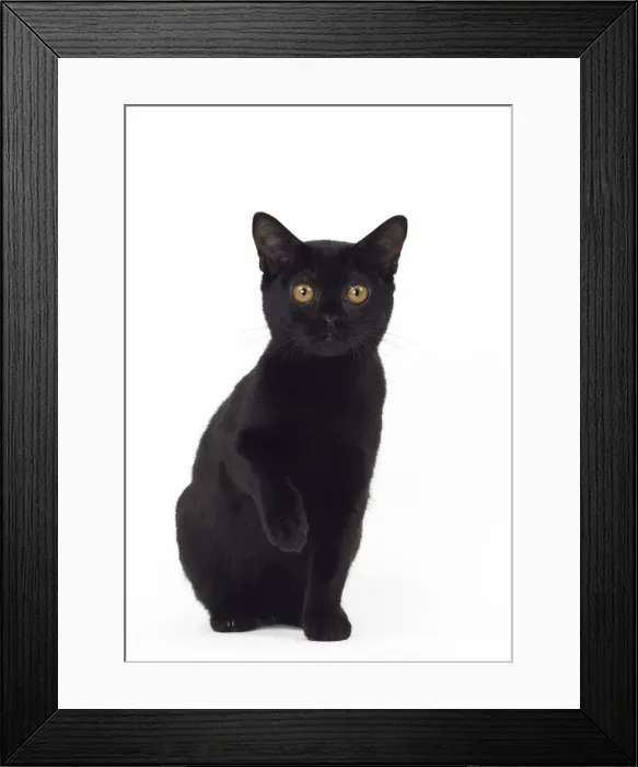 Framed Print : Picture No. 11051306 Framed Print : Picture No. 11051306