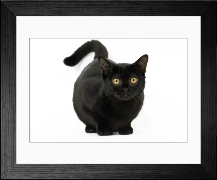 Framed Print : Picture No. 11051307 Framed Print : Picture No. 11051307