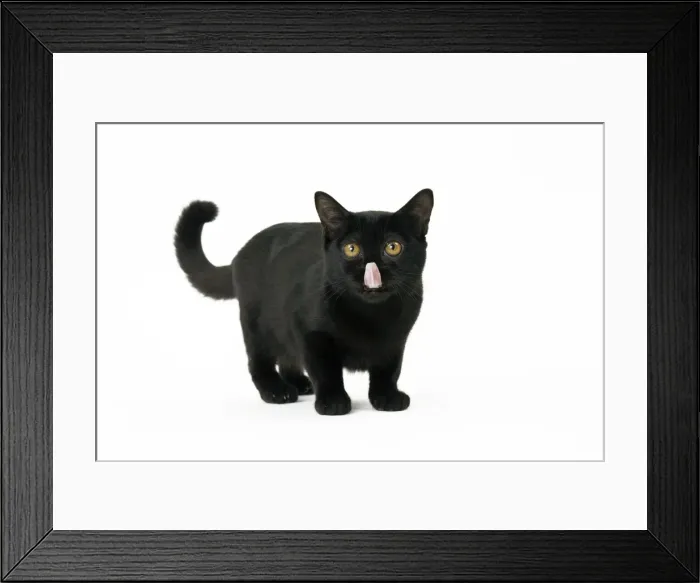 Framed Print : Picture No. 11051308 Framed Print : Picture No. 11051308