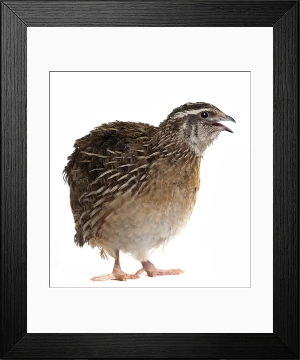 Framed Print : Picture No. 11051309 Framed Print : Picture No. 11051309
