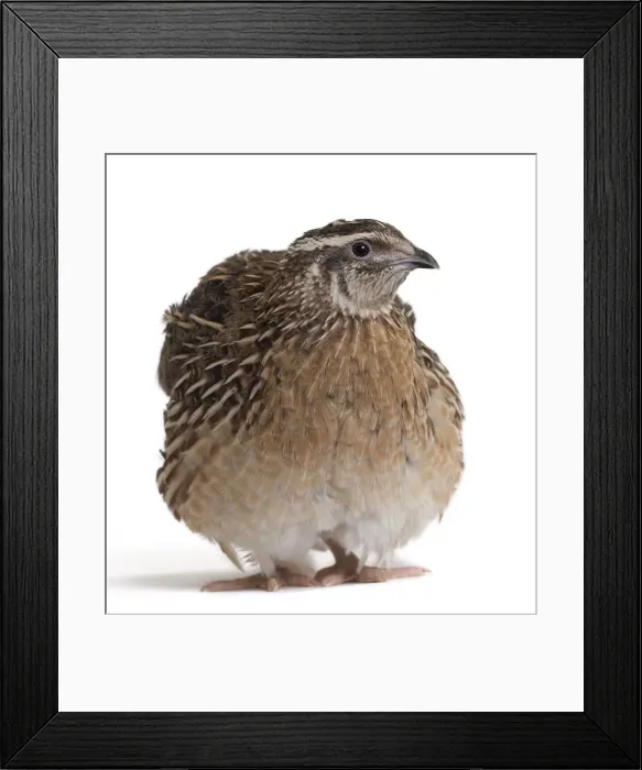 Framed Print : Picture No. 11051311 Framed Print : Picture No. 11051311
