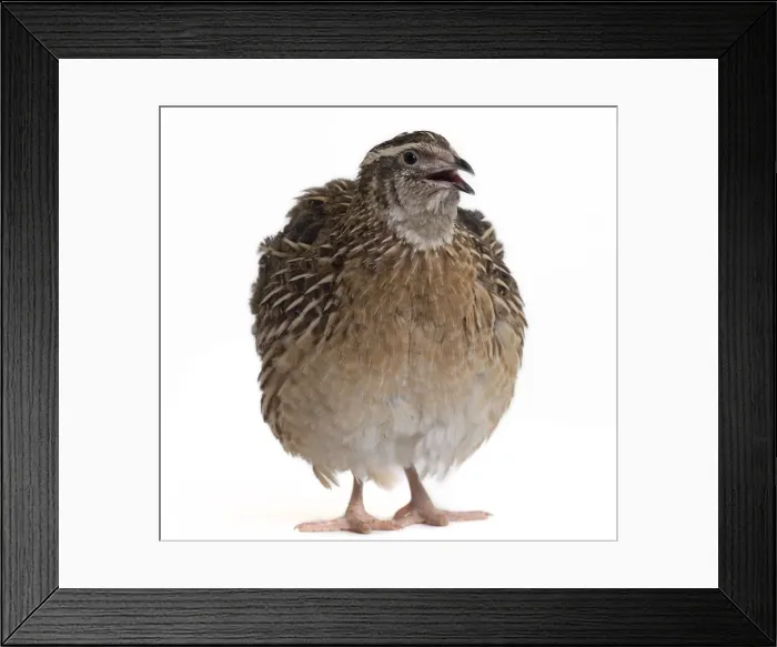 Framed Print : Picture No. 11051310 Framed Print : Picture No. 11051310