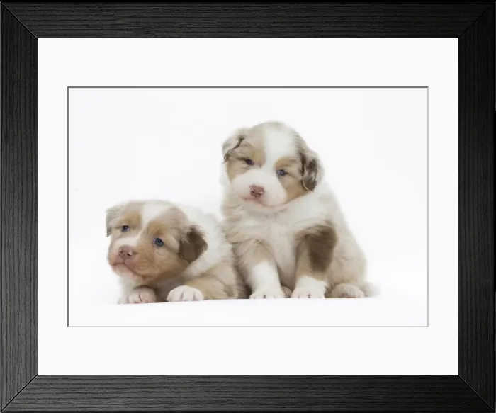 Framed Print : Picture No. 11051326 Framed Print : Picture No. 11051326