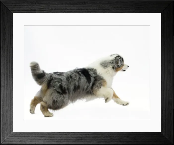 Framed Print : Picture No. 11051354 Framed Print : Picture No. 11051354