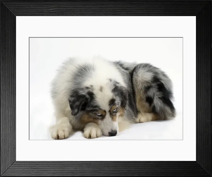 Framed Print : Picture No. 11051358 Framed Print : Picture No. 11051358