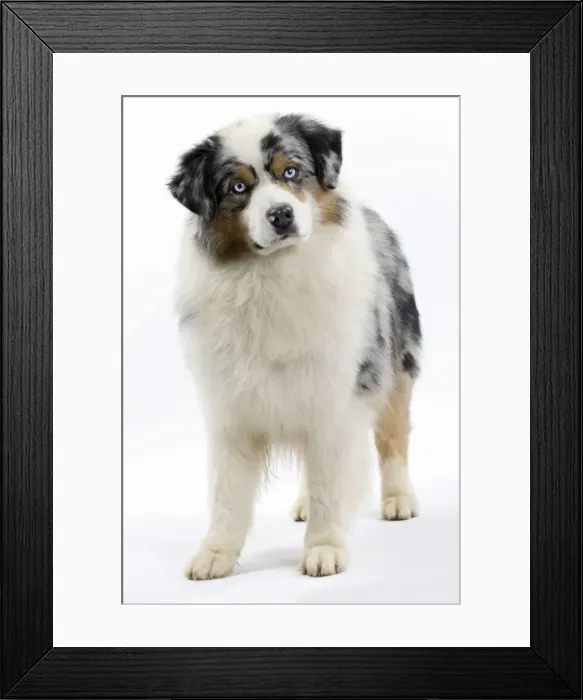 Framed Print : Picture No. 11051361 Framed Print : Picture No. 11051361