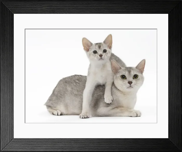 Framed Print : Picture No. 11051363 Framed Print : Picture No. 11051363