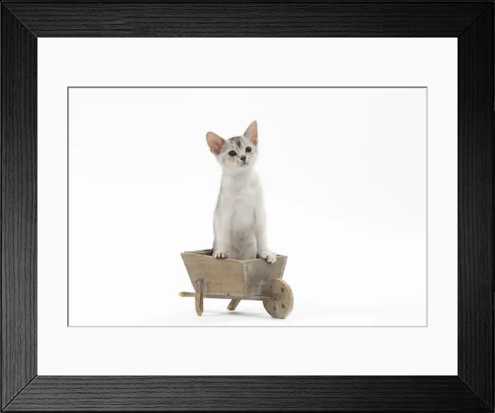 Framed Print : Picture No. 11051364 Framed Print : Picture No. 11051364