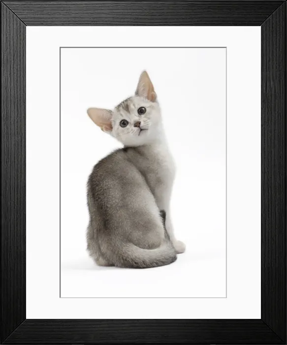 Framed Print : Picture No. 11051365 Framed Print : Picture No. 11051365