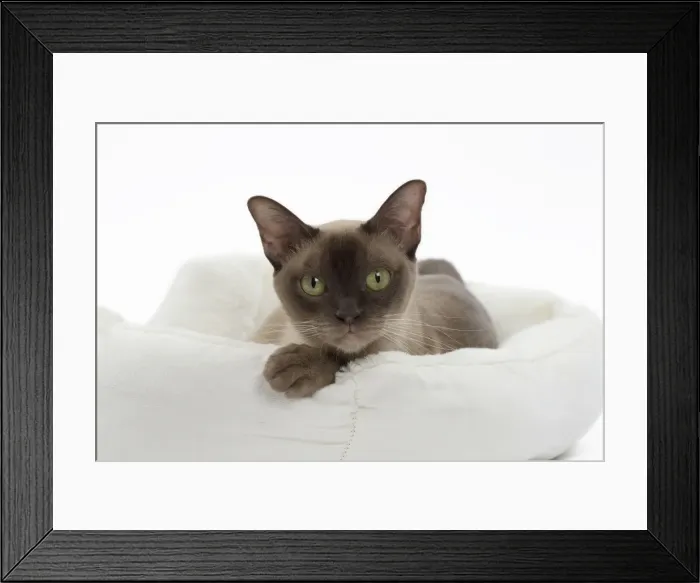 Framed Print : Picture No. 11051367 Framed Print : Picture No. 11051367