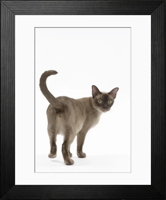 Framed Print : Picture No. 11051366 Framed Print : Picture No. 11051366