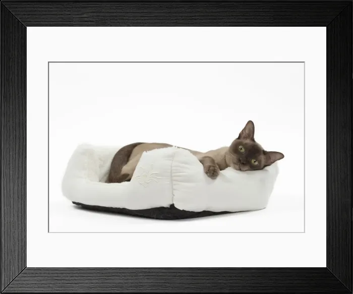 Framed Print : Picture No. 11051369 Framed Print : Picture No. 11051369