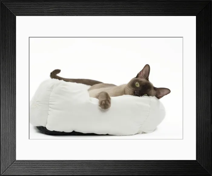 Framed Print : Picture No. 11051368