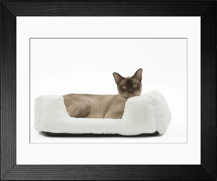 Framed Print : Picture No. 11051370 Framed Print : Picture No. 11051370