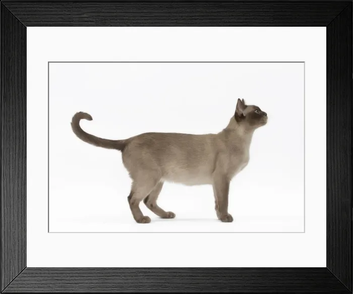 Framed Print : Picture No. 11051371 Framed Print : Picture No. 11051371