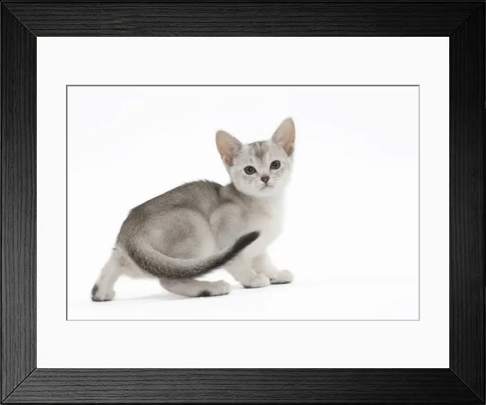 Framed Print : Picture No. 11051374