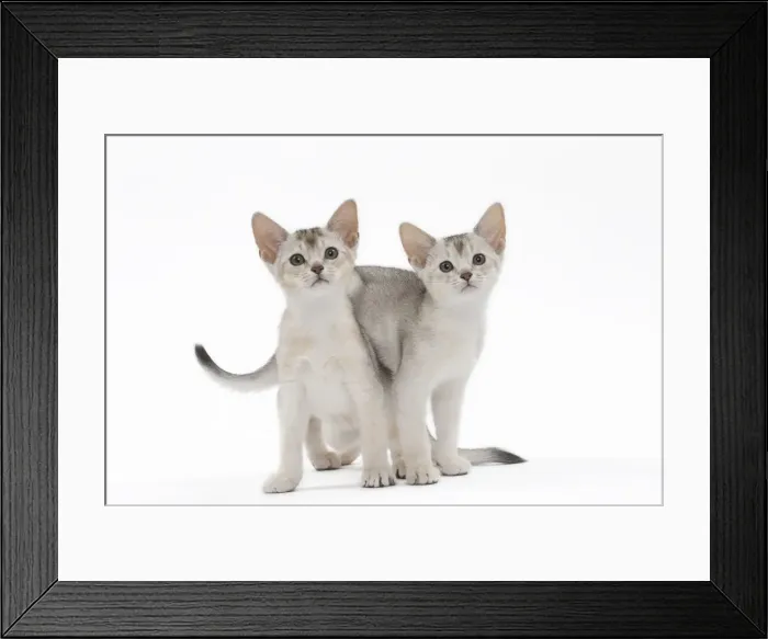Framed Print : Picture No. 11051375
