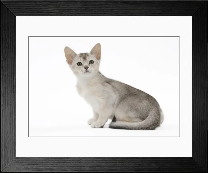 Framed Print : Picture No. 11051376