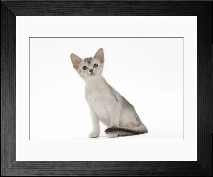 Framed Print : Picture No. 11051377 Framed Print : Picture No. 11051377