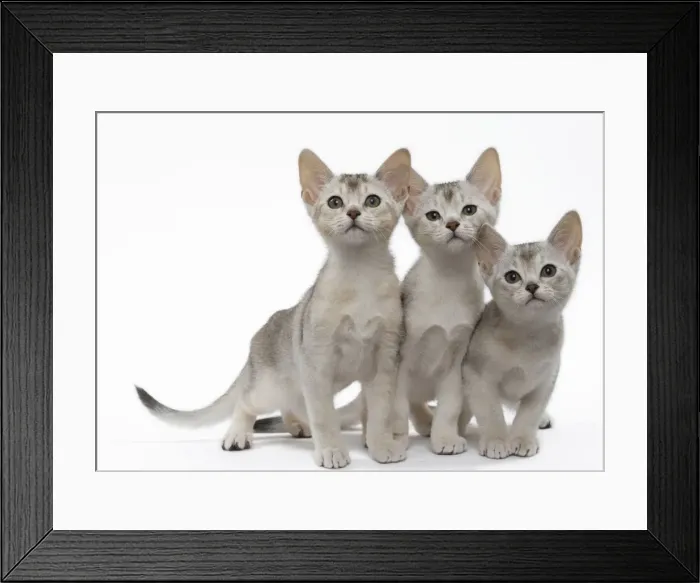 Framed Print : Picture No. 11051372 Framed Print : Picture No. 11051372