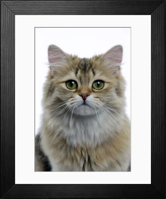 Framed Print : Picture No. 11051379 Framed Print : Picture No. 11051379