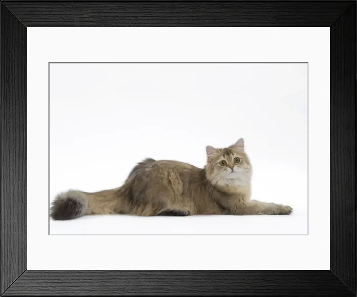 Framed Print : Picture No. 11051380 Framed Print : Picture No. 11051380