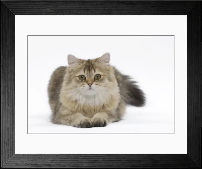 Framed Print : Picture No. 11051382 Framed Print : Picture No. 11051382
