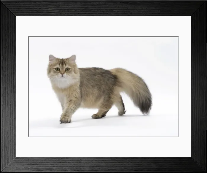 Framed Print : Picture No. 11051383 Framed Print : Picture No. 11051383