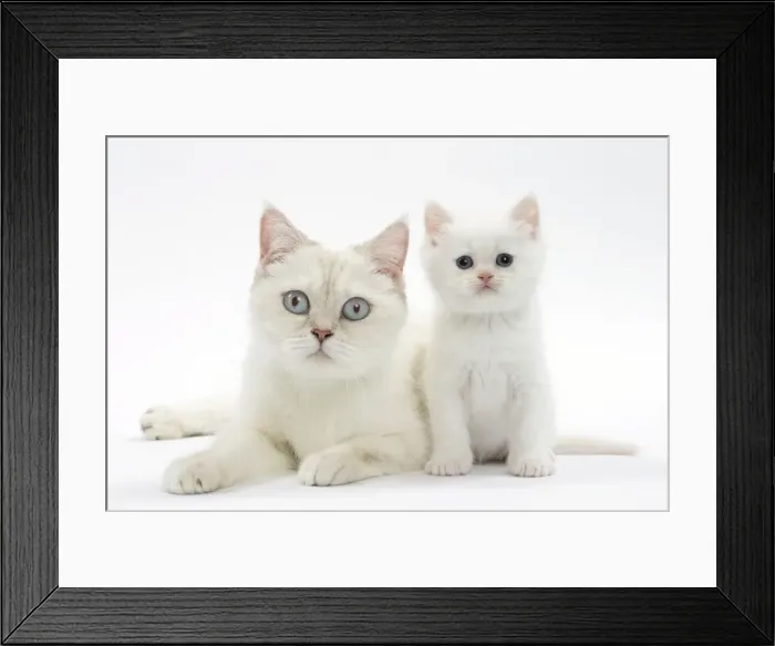 Framed Print : Picture No. 11051385 Framed Print : Picture No. 11051385