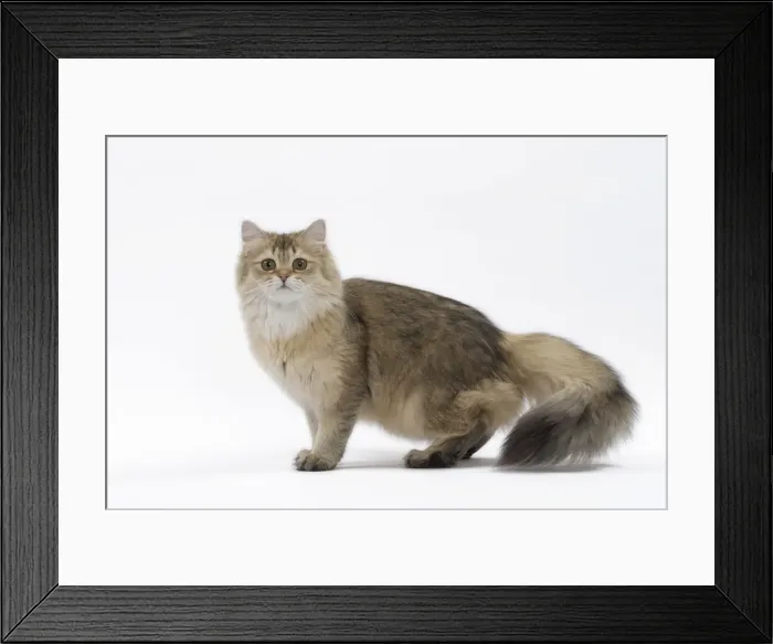 Framed Print : Picture No. 11051384 Framed Print : Picture No. 11051384
