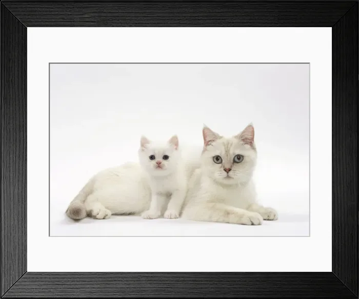 Framed Print : Picture No. 11051386 Framed Print : Picture No. 11051386