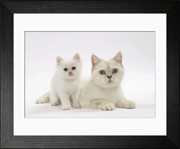 Framed Print : Picture No. 11051387 Framed Print : Picture No. 11051387