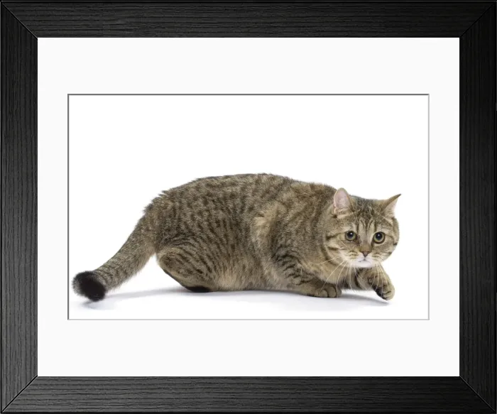 Framed Print : Picture No. 11051392 Framed Print : Picture No. 11051392