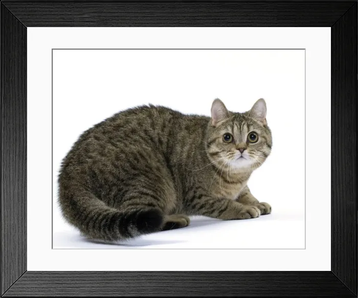 Framed Print : Picture No. 11051394 Framed Print : Picture No. 11051394