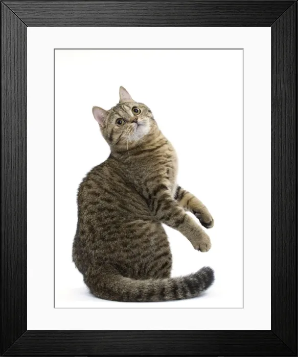 Framed Print : Picture No. 11051393 Framed Print : Picture No. 11051393