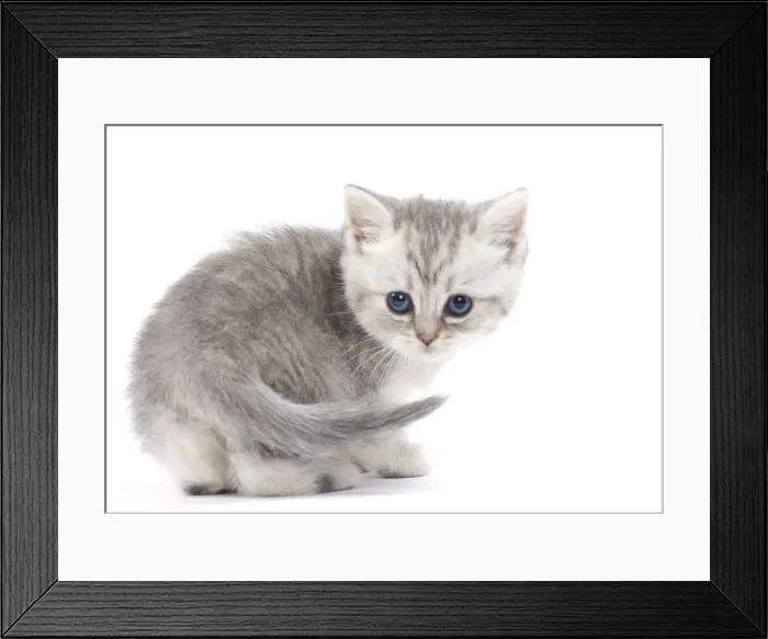 Framed Print : Picture No. 11051398 Framed Print : Picture No. 11051398
