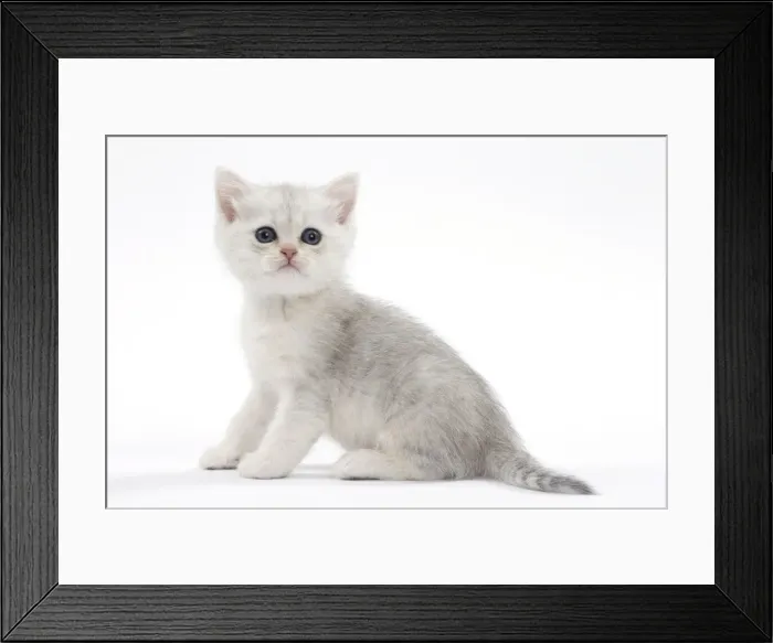Framed Print : Picture No. 11051399 Framed Print : Picture No. 11051399