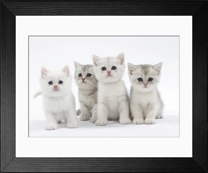 Framed Print : Picture No. 11051401