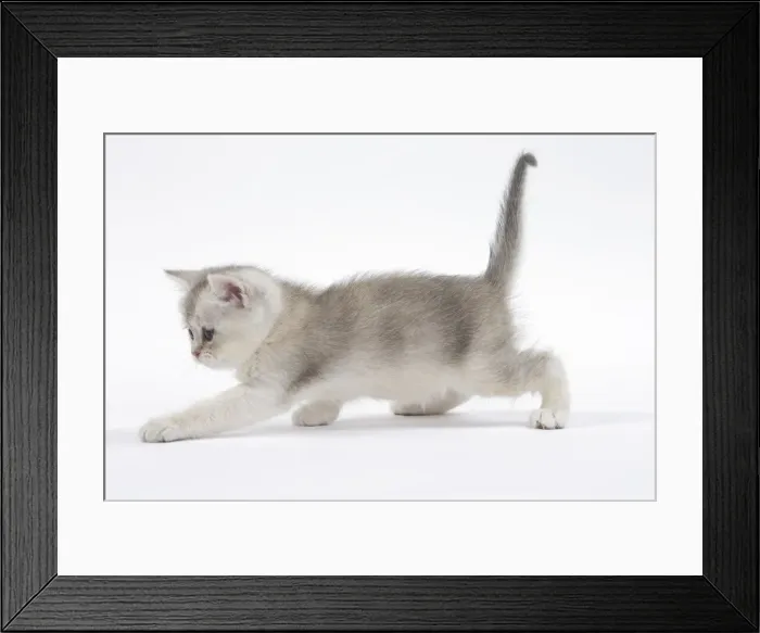 Framed Print : Picture No. 11051407 Framed Print : Picture No. 11051407