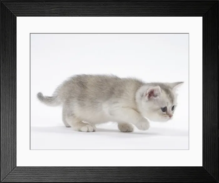 Framed Print : Picture No. 11051408 Framed Print : Picture No. 11051408
