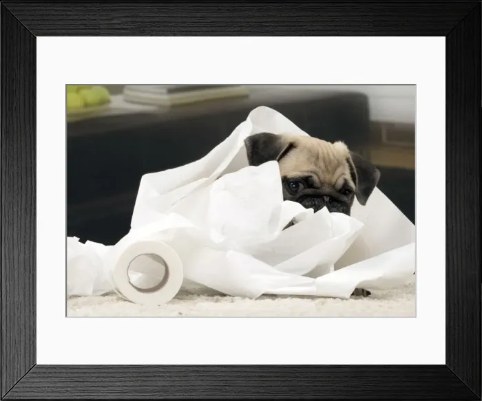 Framed Print : Picture No. 11051416 Framed Print : Picture No. 11051416