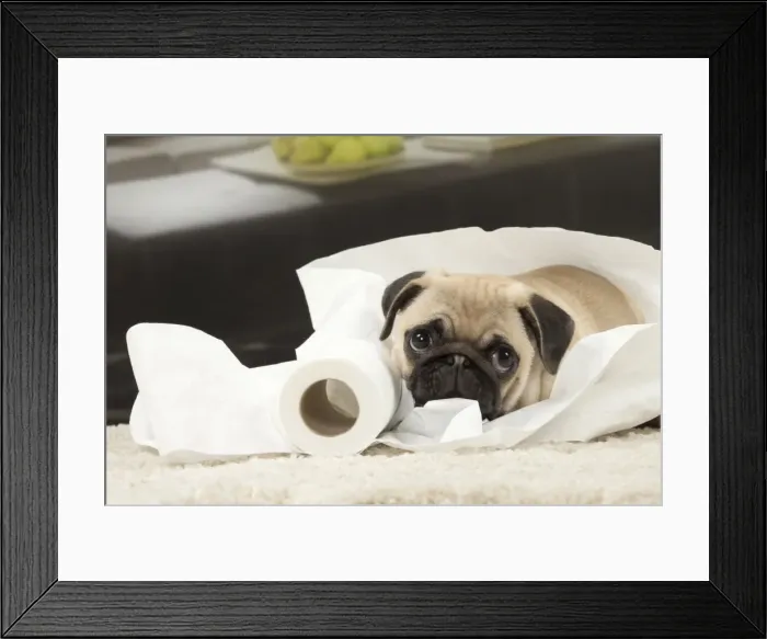 Framed Print : Picture No. 11051417 Framed Print : Picture No. 11051417