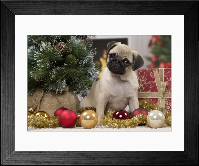 Framed Print : Picture No. 11051423 Framed Print : Picture No. 11051423
