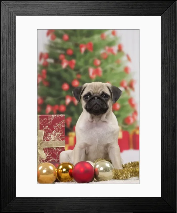Framed Print : Picture No. 11051425 Framed Print : Picture No. 11051425
