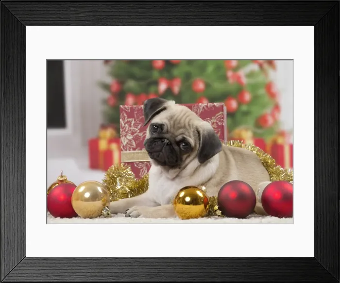 Framed Print : Picture No. 11051426 Framed Print : Picture No. 11051426